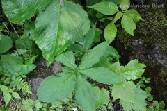 Arisaema jacquemontii